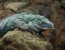 Leguán modrý – Cyclura lewisi