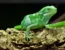 Leguán fidžijský – Brachylophus fasciatus