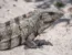 Ctenosaura pectinata
