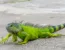 Leguán zelený – Iguana iguana